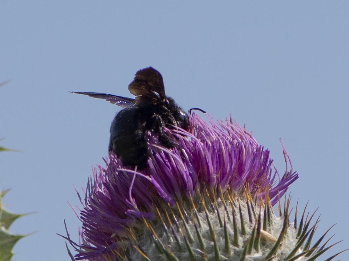 auf Eselsdistel